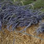 La-culture-de-la-lavande PLATEAU DE VALENSOLE